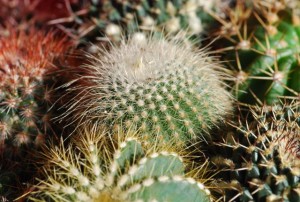 little-cactus-05
