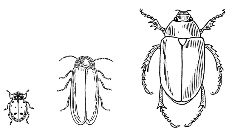 Beetle Life Cycle Growing With Science Blog 