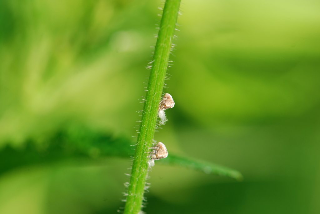 planthopper nymph – Growing With Science Blog