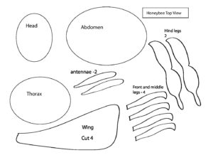 honey-bee-body-template – Growing With Science Blog