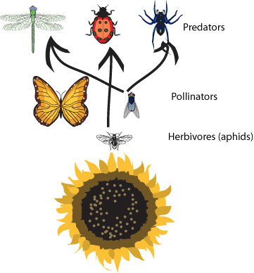 web – Growing With Science Blog Biology Diagrams