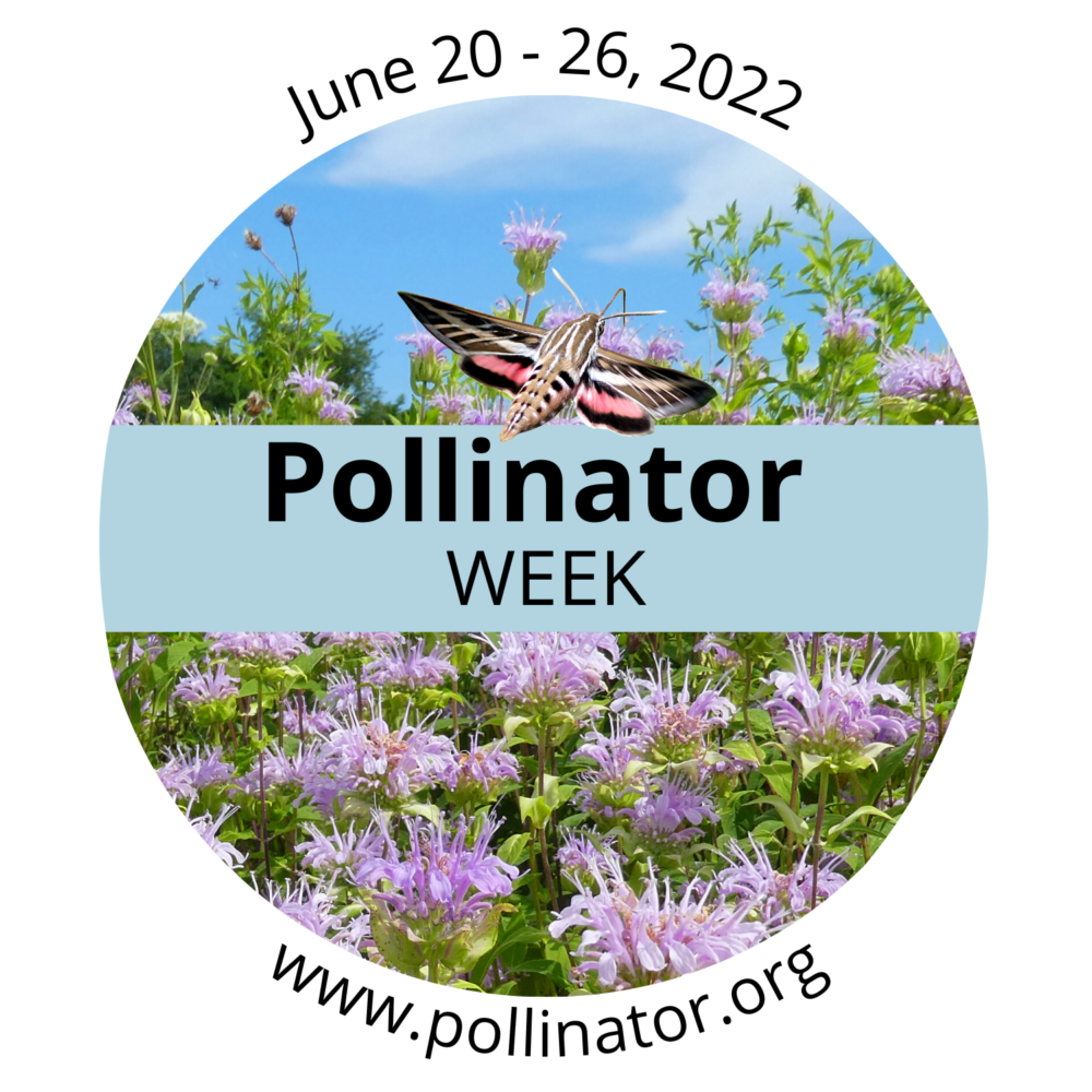 Pollinator Week Email #PollinatorWeek Starts Today β Growing With Science Blog