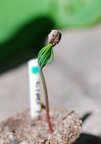 pine-seed-germination – Growing With Science Blog